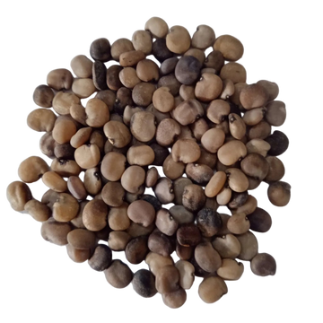 Cluster Beans Seeds - Great Germination with high quality Organic  Seeds | Native Indian Organic