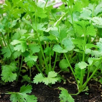 Coriander Hybrid seeds — Organic, Fast-growing seed pack | Native Indian Organics