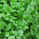 indian coriander seeds for planting Buy Coriander Seeds Organic Native seeds online