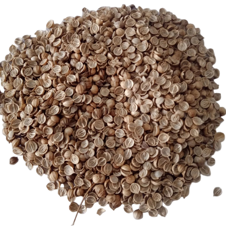 Coriander Seeds Organic Native seeds -    High Germination, Non-GMO seeds  | Native Indian Organics