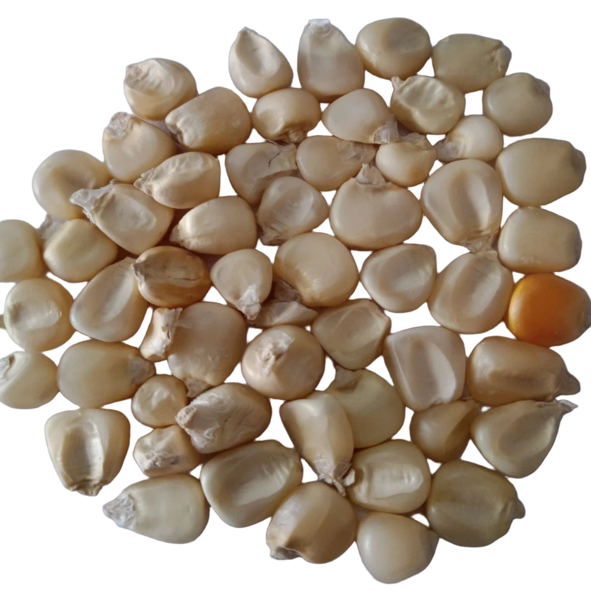 Corn Seeds — Native, Organic , High Germinated seeds pack | Native Indian Organics