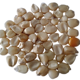 Corn Seeds — Native, Organic , High Germinated seeds pack | Native Indian Organics