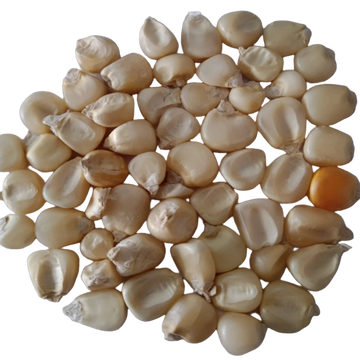Sweet Corn Seeds — Oraganic and Fresh Seeds pack | Native Indian Organics