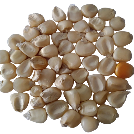 Sweet Corn Seeds — Oraganic and Fresh Seeds pack | Native Indian Organics