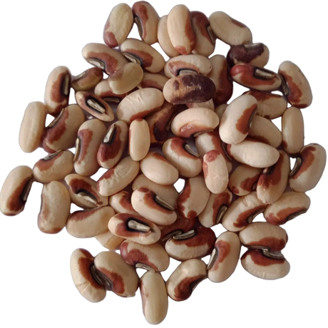 Seeds of Cow pea Fodder - High Quality and High Germinated Seeds | Native Indian Organics            