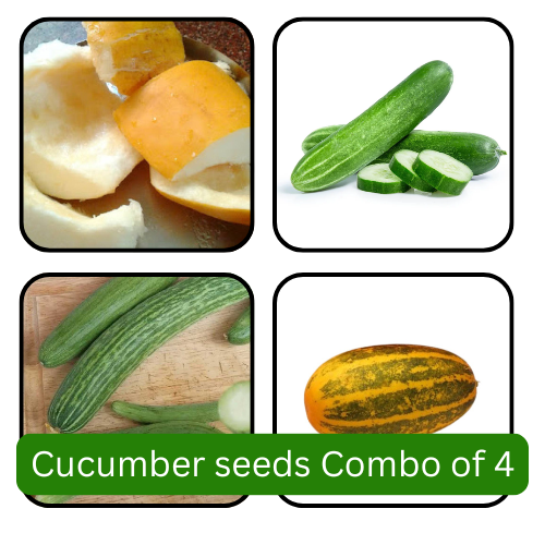Cucumber Seeds Combo of 4