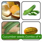 Cucumber Seeds Combo of 4