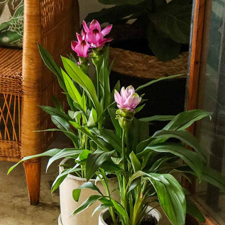 Curcuma Flower Bulbs Pack of 3
