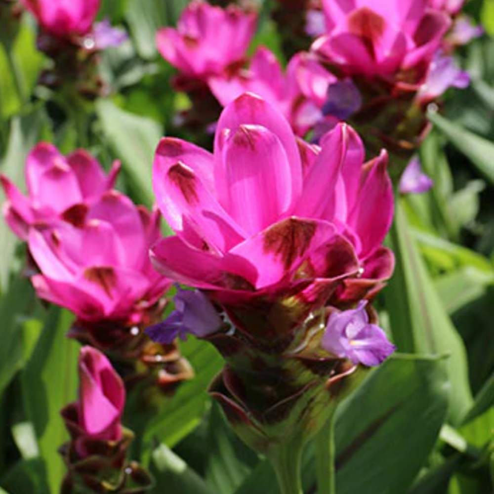 Flower Bulbs combo of 6