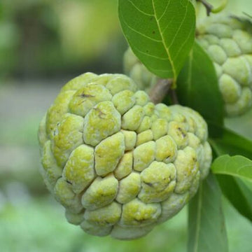 Custard Apple Seeds — Fast-growing, Heirloom seed pack | Native Indian Organics