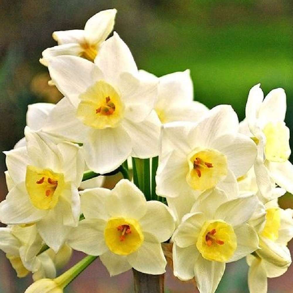 Daffodil Flower Bulbs set of 3
