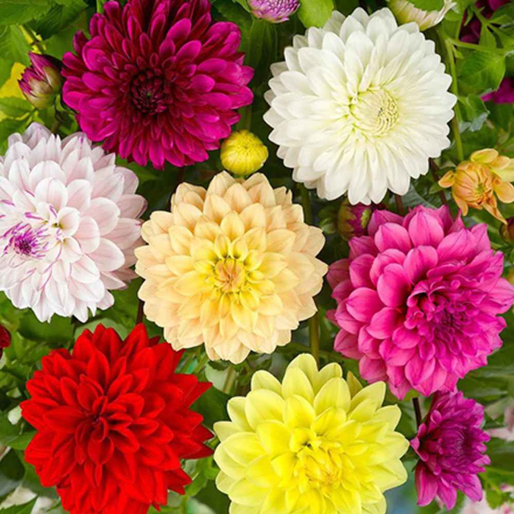 Dahlia Bulbs Pack of 2