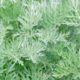 Davana Marikolundu seeds | Close-up of a green shrub with needle-like leaves — Heirloom, Non-GMO seed pack | Native Indian Organics 