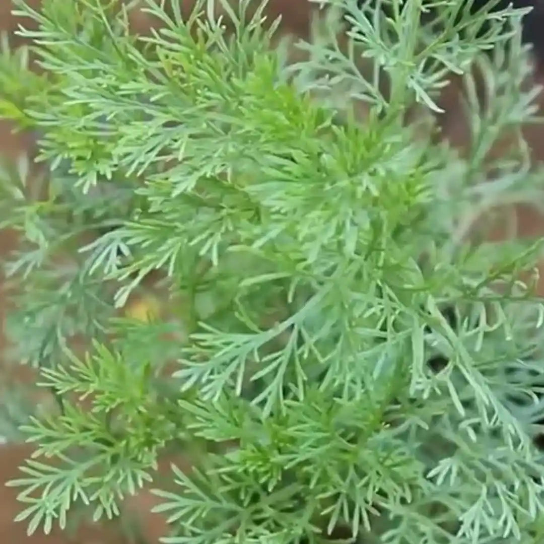  Artemisia pallens Herbal Seeds 