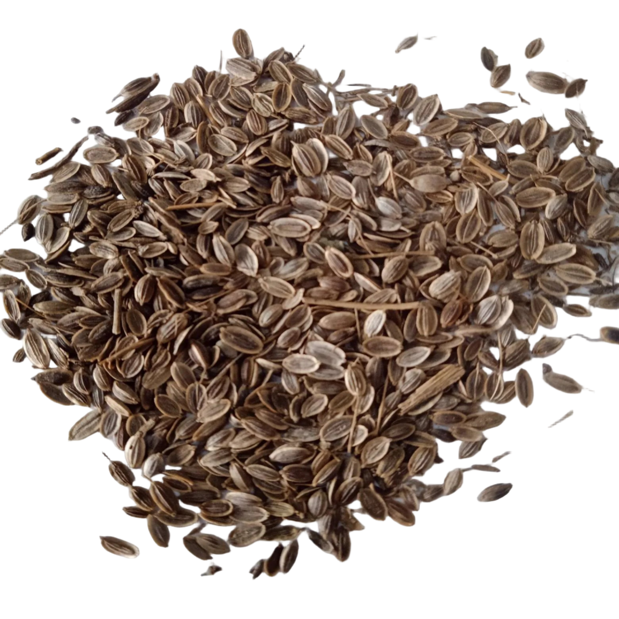 Dill Herb seeds - Organic, Fresh and Natural Seeds | Native Indian Organics 