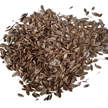 Dill Herb seeds - Organic, Fresh and Natural Seeds | Native Indian Organics 
