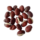 Elephant Ear Beans seeds - Organic, Quality Seeds | Native Indian Organics