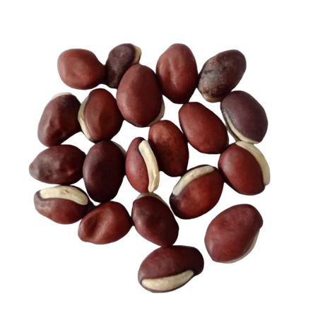 Elephant Ear Beans seeds - Organic, Quality Seeds | Native Indian Organics