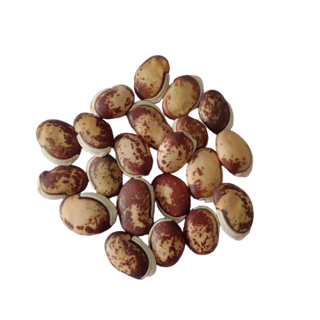 Field Beans (Vari Mochai) seeds