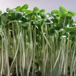 Flax Microgreens seeds 50g — Aromatic, Fast-growing seed pack | Native Indian Organics