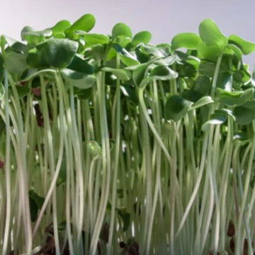 Flax Microgreens seeds 50g — Aromatic, Fast-growing seed pack | Native Indian Organics