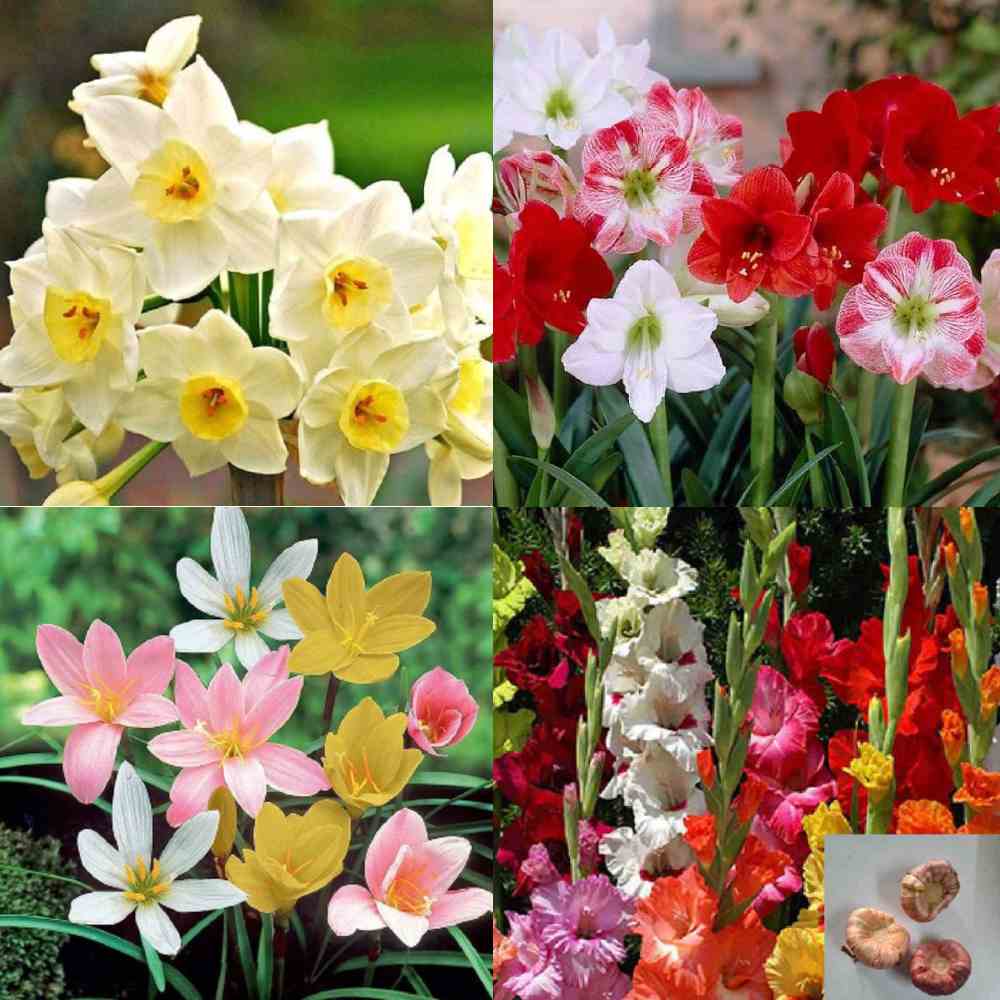 flower seeds and bulbs Buy Flower Bulbs Combo Pack of 4 - Organic , High