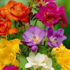Freesia Flower Bulbs Pack of 2