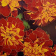French Marigold Scarlet Red seeds — High germination, Tender seed pack | Native Indian Organics