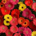 Gerbera Jamesoni Mix seeds — Crisp, Organic seed pack | Native Indian Organics