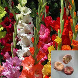 Gladiolus Mix Color Flower Bulbs Pack of 3