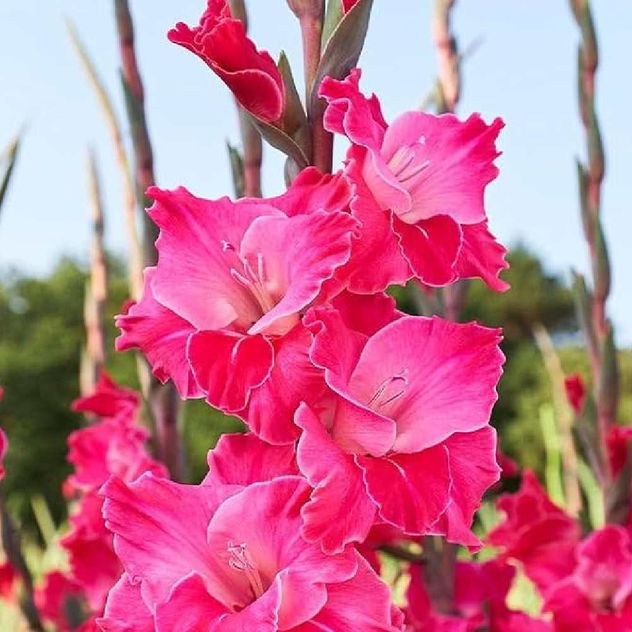 Gladiolus Bi Color Flower Bulbs Pack of 2