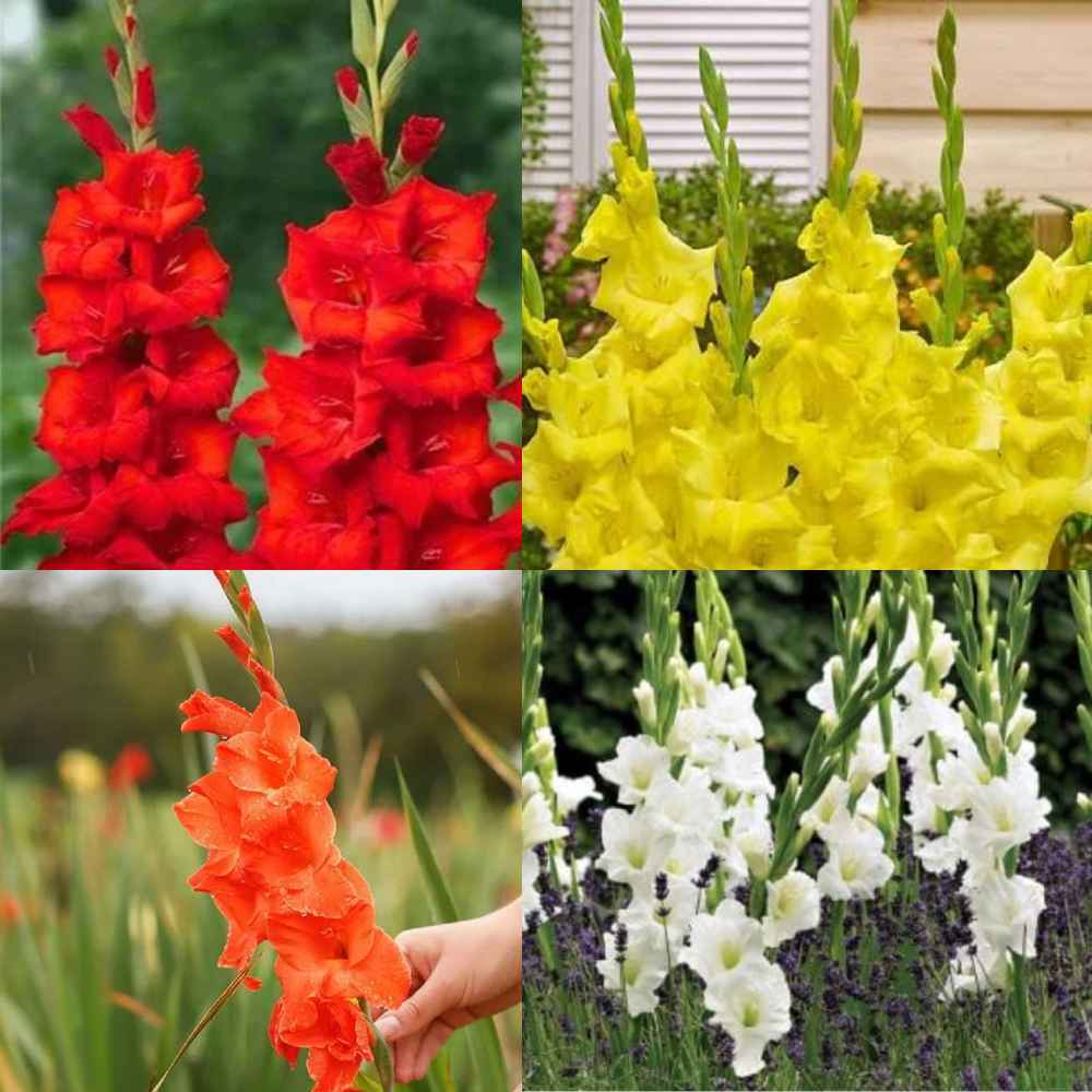 Gladiolus bulbs Vibrant Color Combo of 4 Separate Pack of Each 2