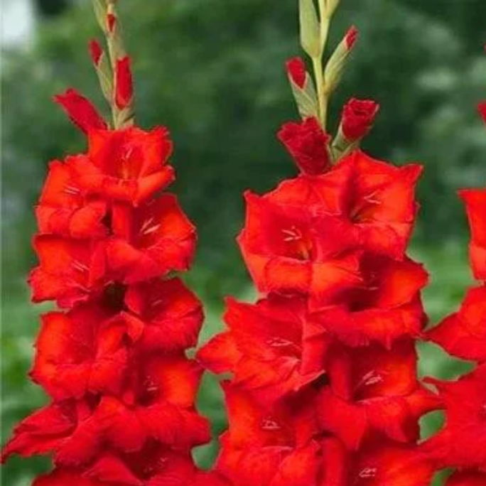 Gladiolus Full Red flower Bulbs Pack of 2