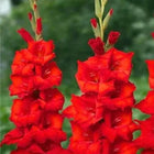Gladiolus Full Red flower Bulbs Pack of 2