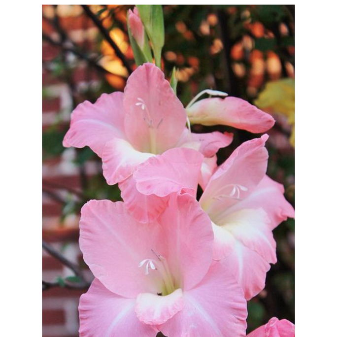 Gladiolus Pink Flower Bulbs Pack of 2