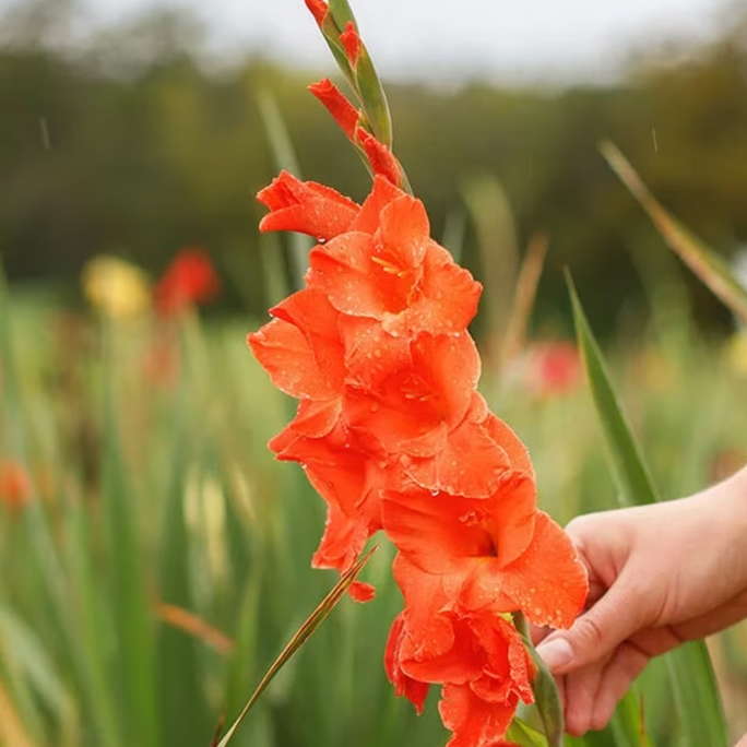Gladiolus Salmon Pink Flower Bulbs pack of 2