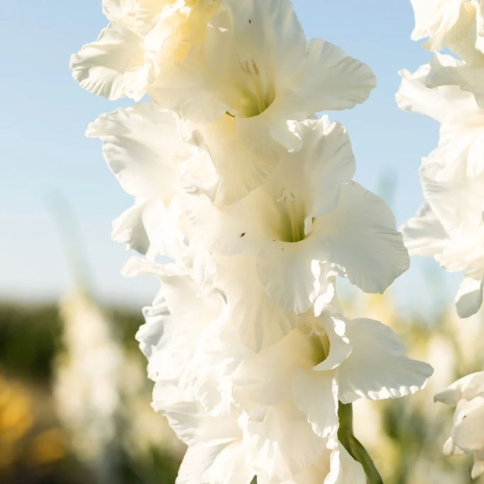 Gladiolus White Flower Bulbs Pack of 2