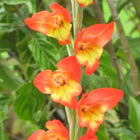 Gladiolus Yellow Red Flower Bulbs Pack of 2