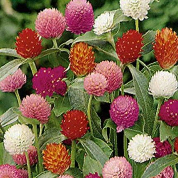 Gomphrena Globosa Flower Seeds Mix — Organic, High germination seed pack | Native Indian Organics