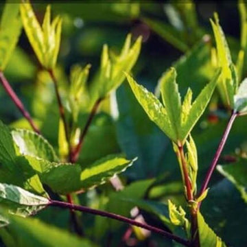 Gongura Seeds (Pulicha keerai) — Fast-growing, Heirloom seed pack | Native Indian Organics