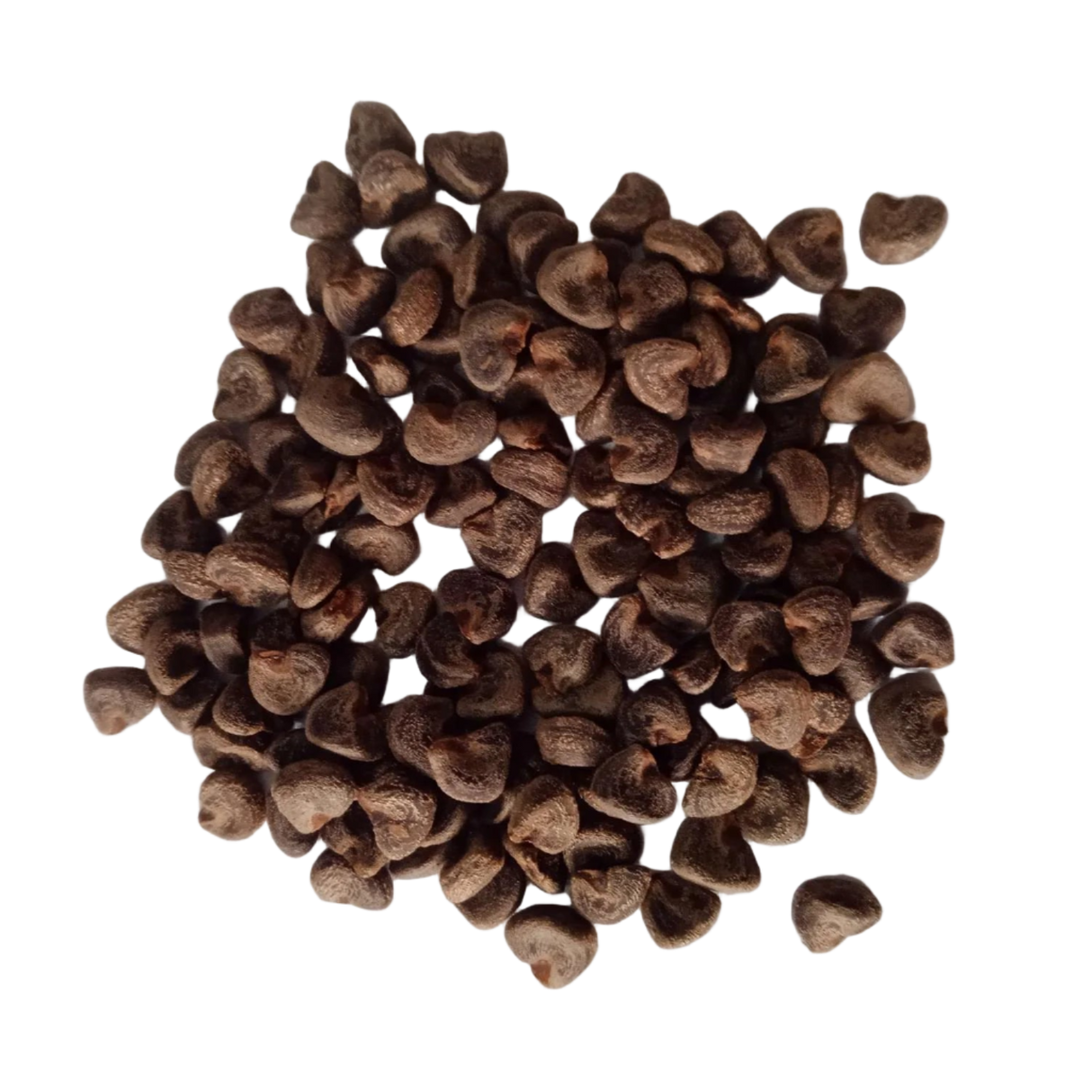 Gongura Seeds Pulicha Keerai - Natural Seeds | Native Indian Organics