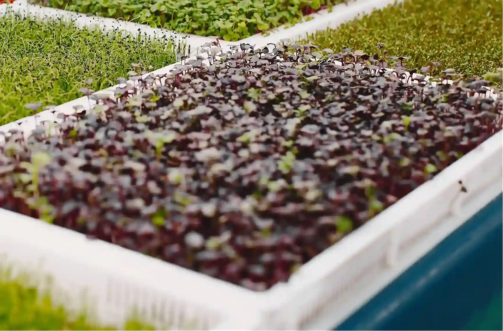 Microgreeen Seeds Collections 