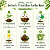 growing guide of sesbania fodder seeds