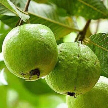 Guava Fruit (Pink) Seeds — Crisp, Organic seed pack | Native Indian Organics