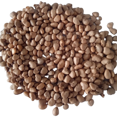 Guava Pink Fruit Seeds - Organic , Non - GMO Fresh Seeds | Native Indian Organics
