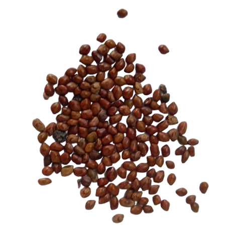 Hedge Lucerne Seeds - Fresh and Natural seed pack | Native Indian Organics