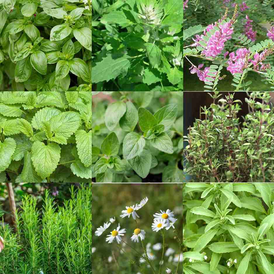 Herbal Seeds Combo pack of 9