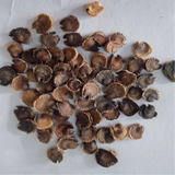 Hollyhock seeds mix double dwarf seeds — Organic and Vibrant Colourful seeds | Native Indian Organics