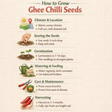 how to ghee chilli seeds - step by step guide