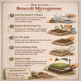 Step-by-step guide on how to grow broccoli microgreens with illustrations and text.